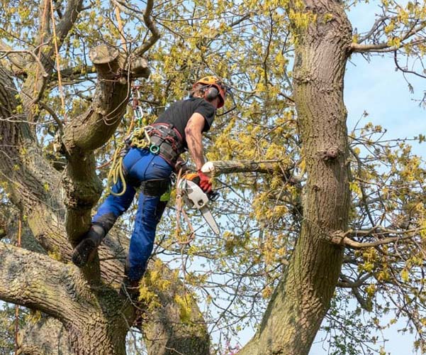 Comment se fait l'abattage des arbres à Nogent-le-Rotrou ?