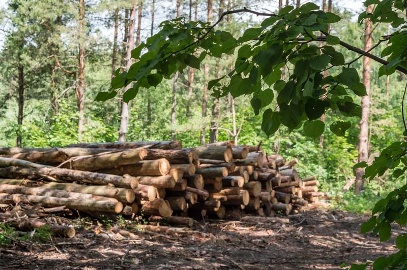 Exploitation forestière Nogent-le-Rotrou