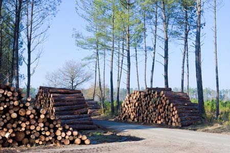 Abattage | Nous utilisons des équipements performants pour réaliser vos travaux d’abattage. Vente de bois de chauffage Nogent-le-Rotrou