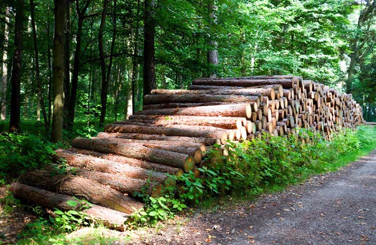 Vente de bois de chauffage à Lucé